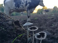 Fungos de primavera