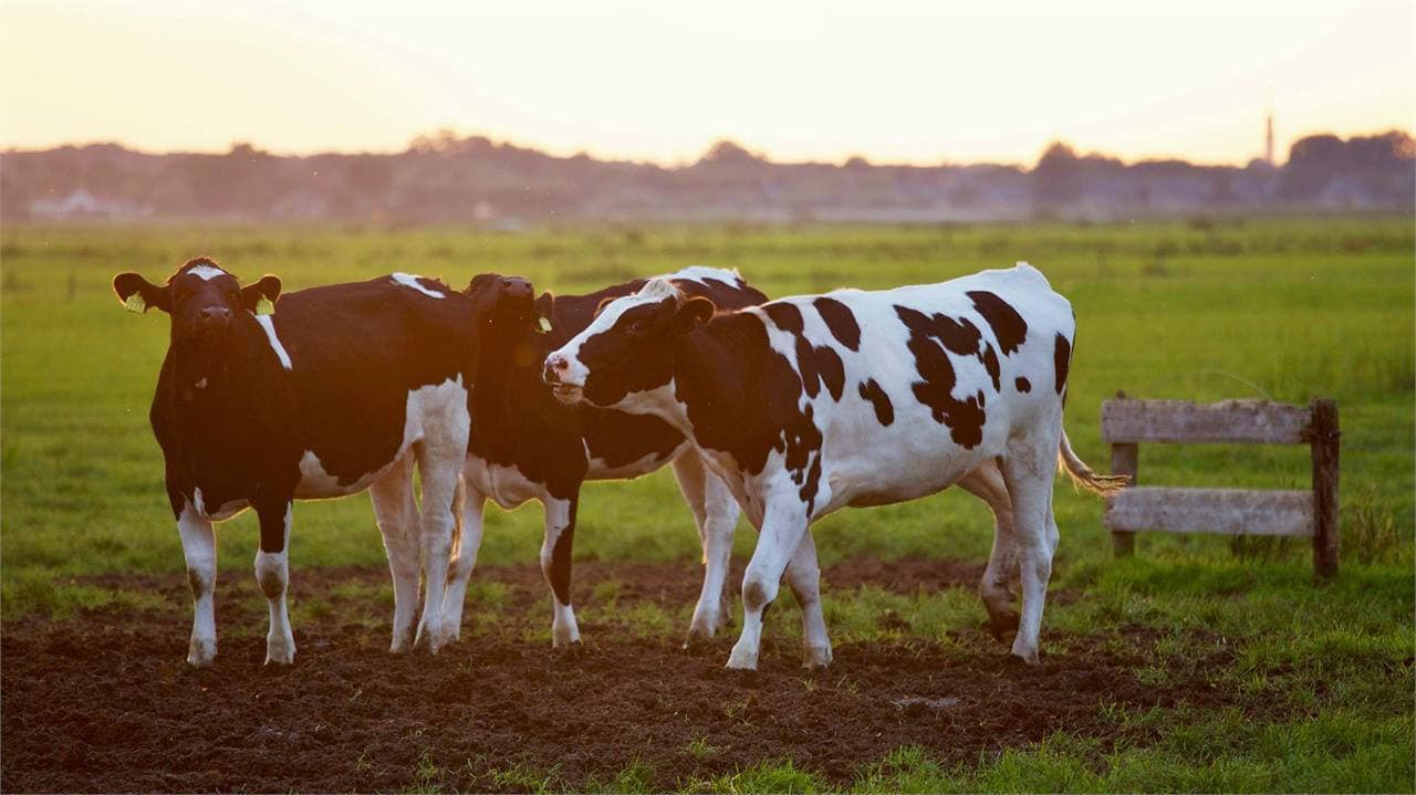 Leche de vaca pasteurizada en Laracha