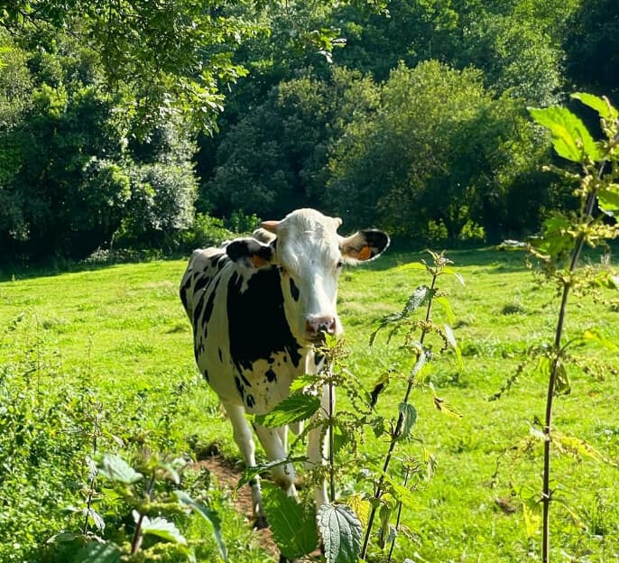 Leche de vaca pasteurizada en Laracha