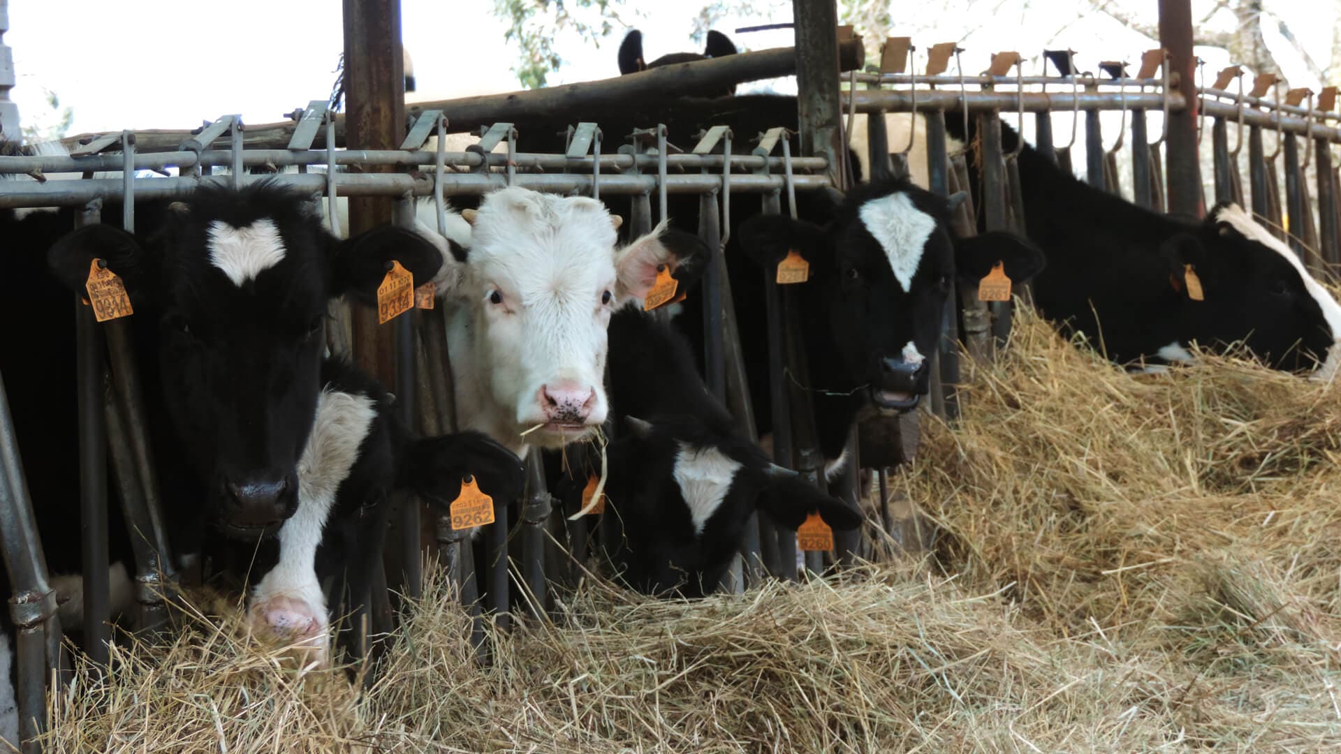 Leche de vaca pasteurizada en Laracha