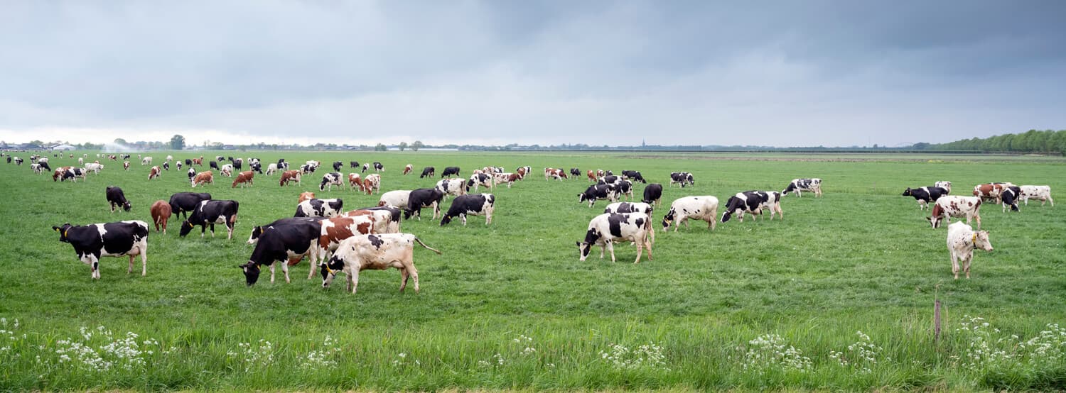 Leche de vaca pasteurizada en Laracha