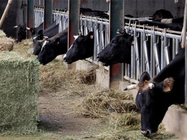 Los ganaderos producen leche por debajo de costes desde 2018 y pierden 500.000 euros al día